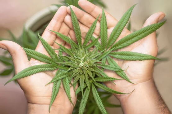CBD