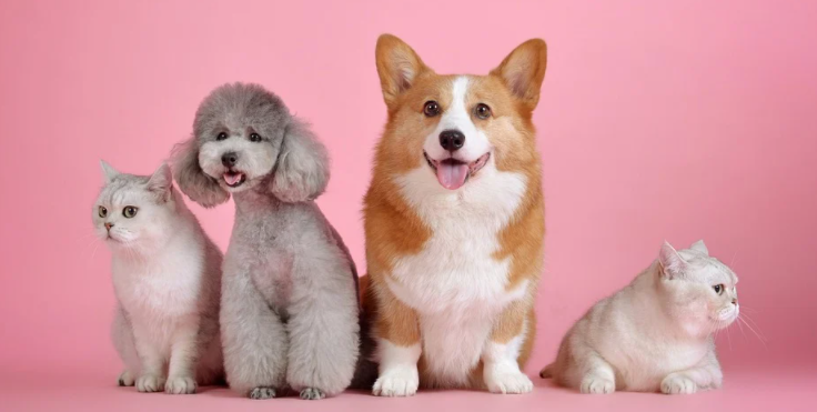Cute Pets